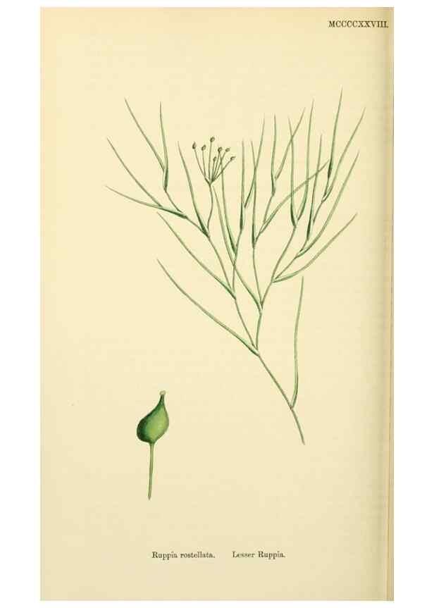 Reproducción/Reproduction 48753512063: English botany, or, Coloured figures of British plants /. London :R. Hardwicke,1863-1886.. 
