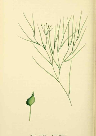 Reproducción/Reproduction 48753512063: English botany, or, Coloured figures of British plants /. London :R. Hardwicke,1863-1886.. 