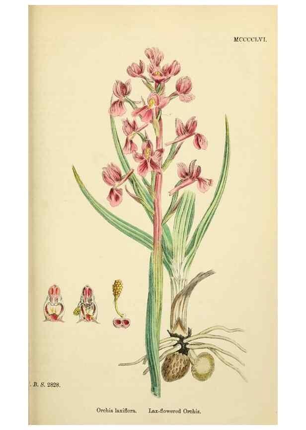 Reproducción/Reproduction 48753856781: English botany, or, Coloured figures of British plants /. London :R. Hardwicke,1863-1886.. 