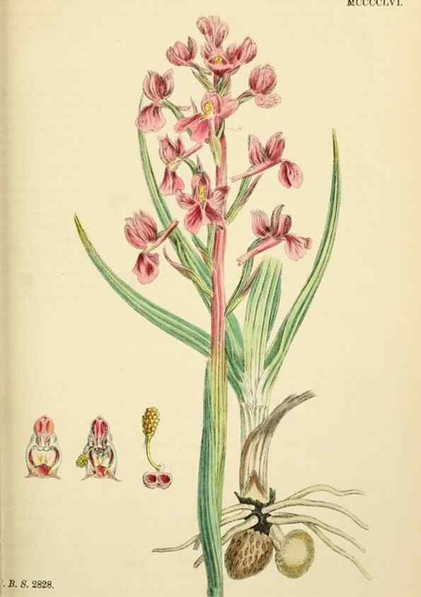 Reproducción/Reproduction 48753856781: English botany, or, Coloured figures of British plants /. London :R. Hardwicke,1863-1886.. 