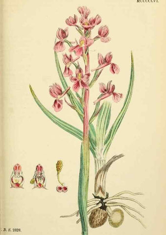 Reproducción/Reproduction 48753856781: English botany, or, Coloured figures of British plants /. London :R. Hardwicke,1863-1886.. 