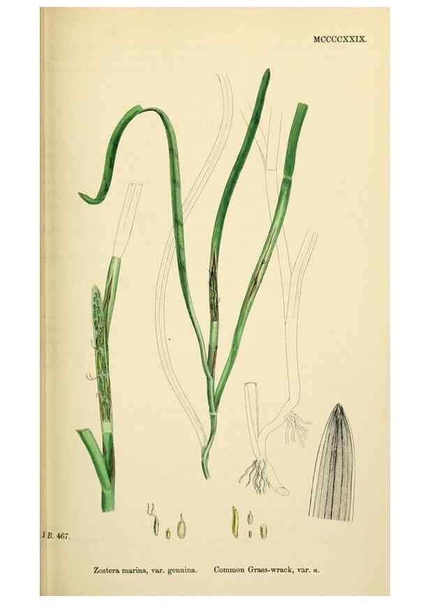 Reproducción/Reproduction 48753837261: English botany, or, Coloured figures of British plants /. London :R. Hardwicke,1863-1886.. 