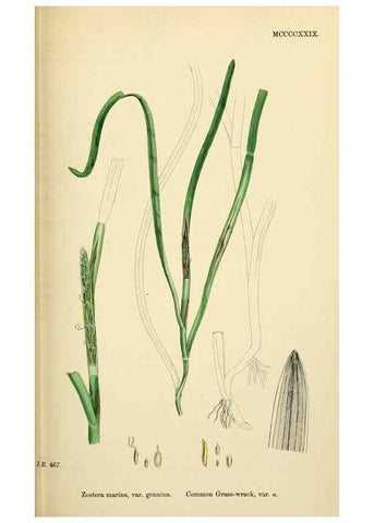 Reproducción/Reproduction 48753837261: English botany, or, Coloured figures of British plants /. London :R. Hardwicke,1863-1886.. 