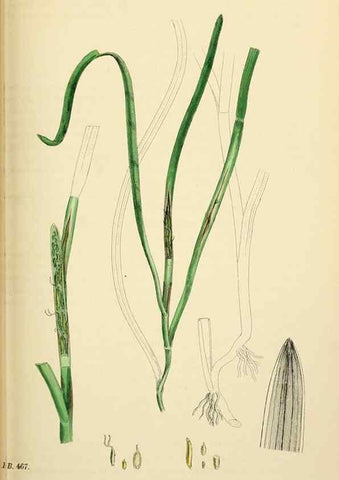 Reproducción/Reproduction 48753837261: English botany, or, Coloured figures of British plants /. London :R. Hardwicke,1863-1886.. 