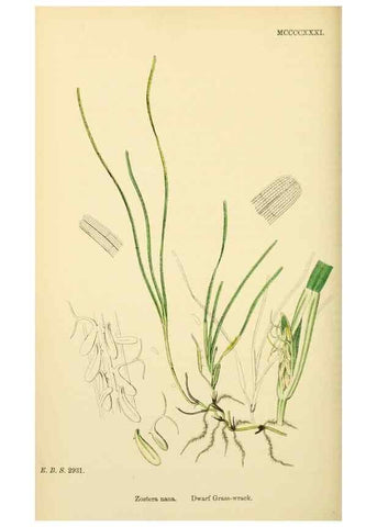 Reproducción/Reproduction 48753512743: English botany, or, Coloured figures of British plants /. London :R. Hardwicke,1863-1886.. 