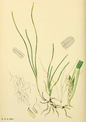 Reproducción/Reproduction 48753512743: English botany, or, Coloured figures of British plants /. London :R. Hardwicke,1863-1886.. 