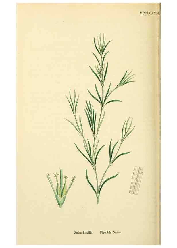 Reproducción/Reproduction 48753512963: English botany, or, Coloured figures of British plants /. London :R. Hardwicke,1863-1886.. 