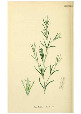 Reproducción/Reproduction 48753512963: English botany, or, Coloured figures of British plants /. London :R. Hardwicke,1863-1886.. 