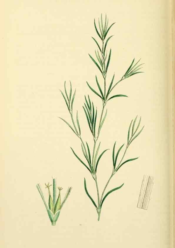 Reproducción/Reproduction 48753512963: English botany, or, Coloured figures of British plants /. London :R. Hardwicke,1863-1886.. 