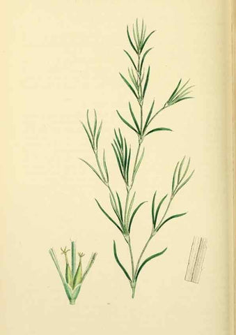 Reproducción/Reproduction 48753512963: English botany, or, Coloured figures of British plants /. London :R. Hardwicke,1863-1886.. 