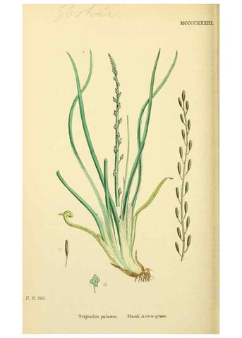 Reproducción/Reproduction 48753513133: English botany, or, Coloured figures of British plants /. London :R. Hardwicke,1863-1886.. 