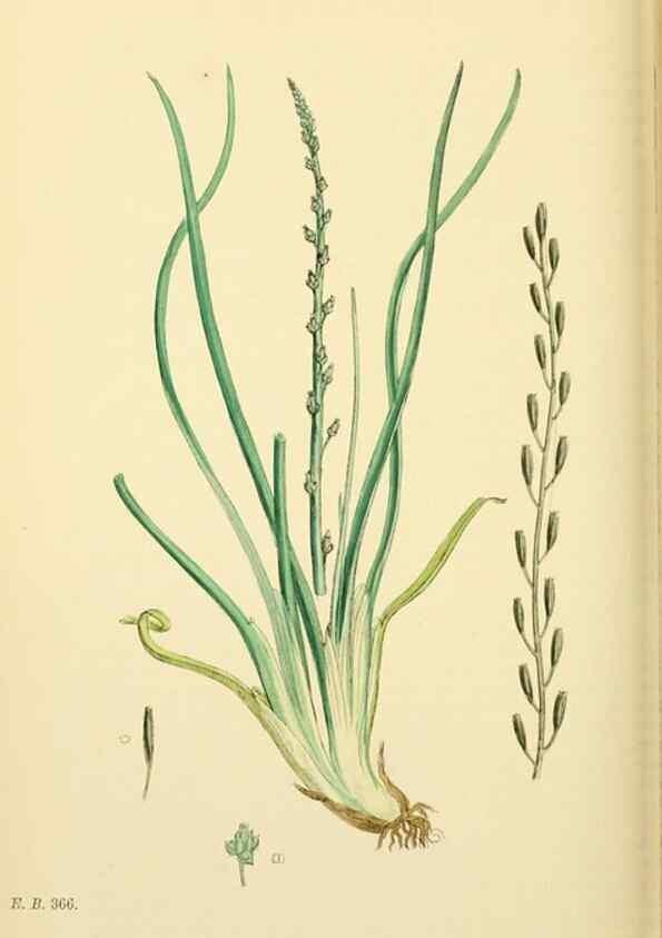Reproducción/Reproduction 48753513133: English botany, or, Coloured figures of British plants /. London :R. Hardwicke,1863-1886.. 