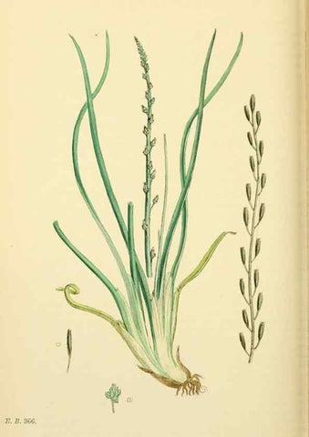 Reproducción/Reproduction 48753513133: English botany, or, Coloured figures of British plants /. London :R. Hardwicke,1863-1886.. 