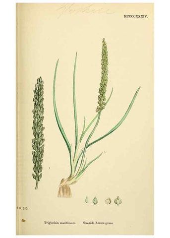 Reproducción/Reproduction 48753838226: English botany, or, Coloured figures of British plants /. London :R. Hardwicke,1863-1886.. 
