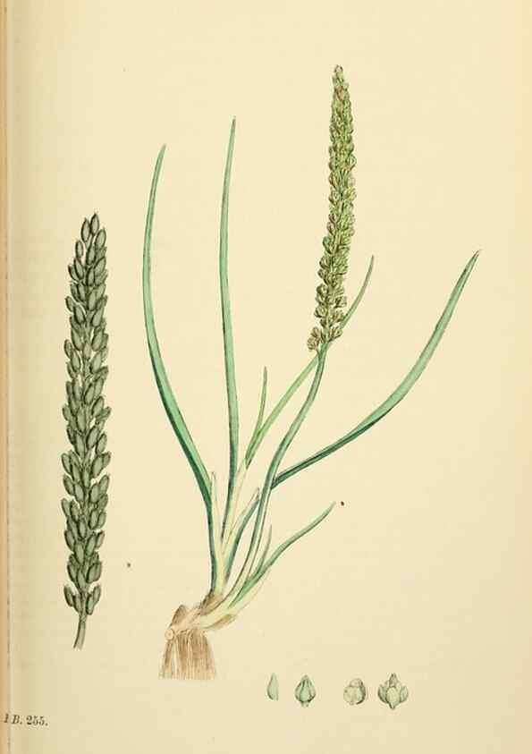 Reproducción/Reproduction 48753838226: English botany, or, Coloured figures of British plants /. London :R. Hardwicke,1863-1886.. 
