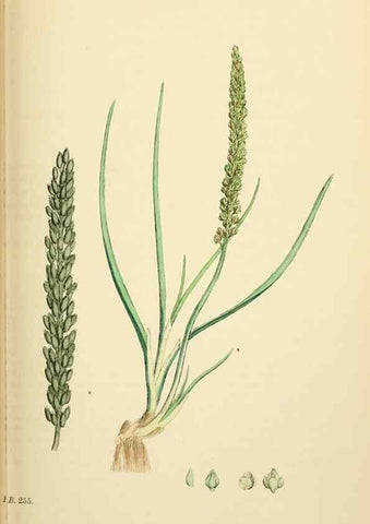 Reproducción/Reproduction 48753838226: English botany, or, Coloured figures of British plants /. London :R. Hardwicke,1863-1886.. 
