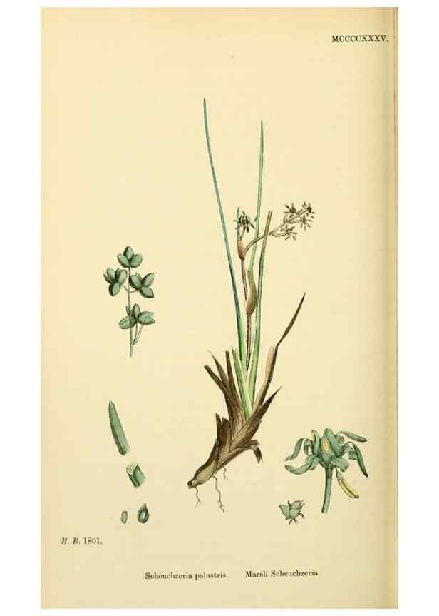 Reproducción/Reproduction 48753838381: English botany, or, Coloured figures of British plants /. London :R. Hardwicke,1863-1886.. 
