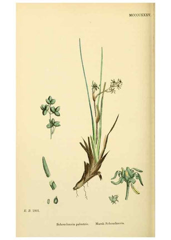 Reproducción/Reproduction 48753838381: English botany, or, Coloured figures of British plants /. London :R. Hardwicke,1863-1886.. 