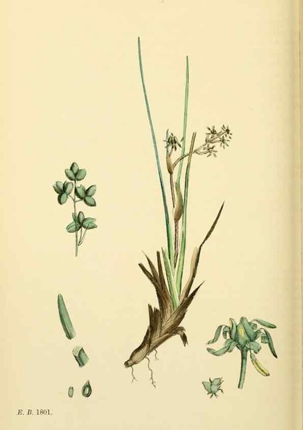Reproducción/Reproduction 48753838381: English botany, or, Coloured figures of British plants /. London :R. Hardwicke,1863-1886.. 