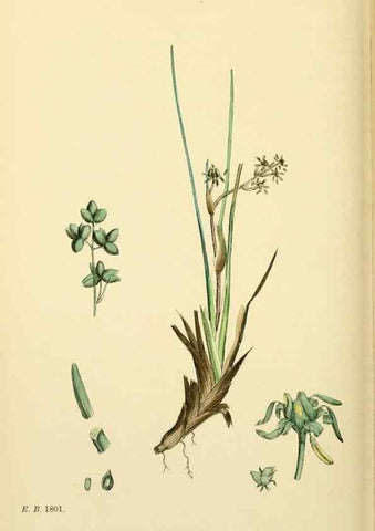 Reproducción/Reproduction 48753838381: English botany, or, Coloured figures of British plants /. London :R. Hardwicke,1863-1886.. 