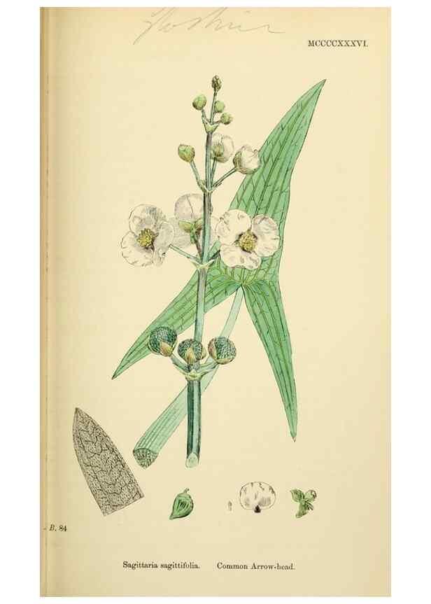 Reproducción/Reproduction 48754028422: English botany, or, Coloured figures of British plants /. London :R. Hardwicke,1863-1886.. 