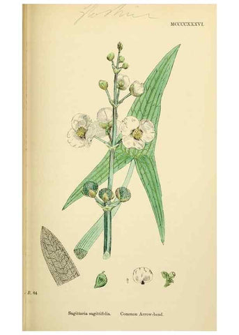 Reproducción/Reproduction 48754028422: English botany, or, Coloured figures of British plants /. London :R. Hardwicke,1863-1886.. 