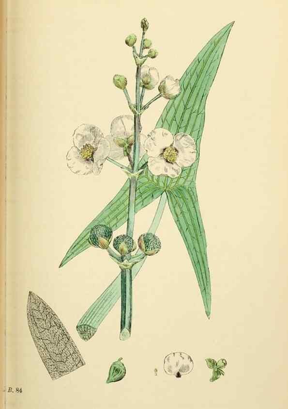 Reproducción/Reproduction 48754028422: English botany, or, Coloured figures of British plants /. London :R. Hardwicke,1863-1886.. 