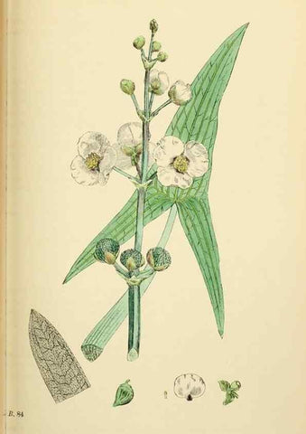 Reproducción/Reproduction 48754028422: English botany, or, Coloured figures of British plants /. London :R. Hardwicke,1863-1886.. 