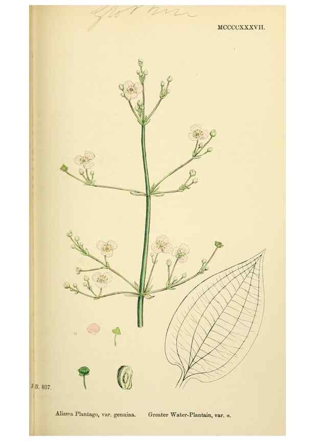 Reproducción/Reproduction 48753838741: English botany, or, Coloured figures of British plants /. London :R. Hardwicke,1863-1886.. 