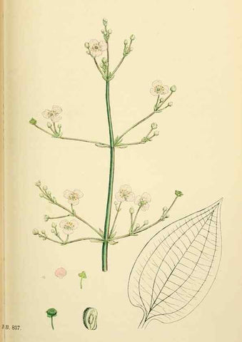 Reproducción/Reproduction 48753838741: English botany, or, Coloured figures of British plants /. London :R. Hardwicke,1863-1886.. 