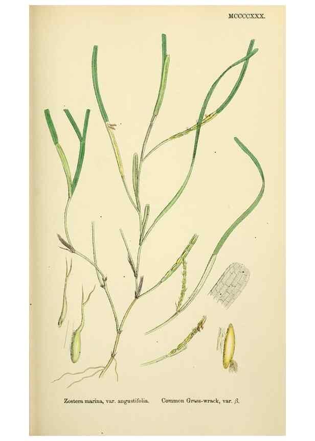 Reproducción/Reproduction 48753512458: English botany, or, Coloured figures of British plants /. London :R. Hardwicke,1863-1886.. 