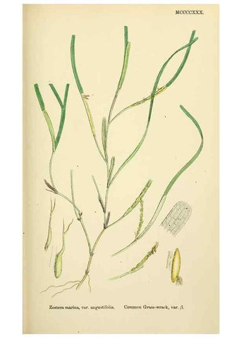 Reproducción/Reproduction 48753512458: English botany, or, Coloured figures of British plants /. London :R. Hardwicke,1863-1886.. 