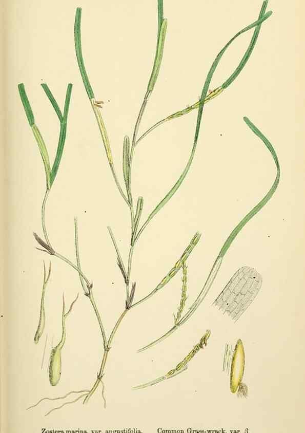 Reproducción/Reproduction 48753512458: English botany, or, Coloured figures of British plants /. London :R. Hardwicke,1863-1886.. 