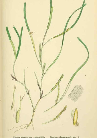 Reproducción/Reproduction 48753512458: English botany, or, Coloured figures of British plants /. London :R. Hardwicke,1863-1886.. 