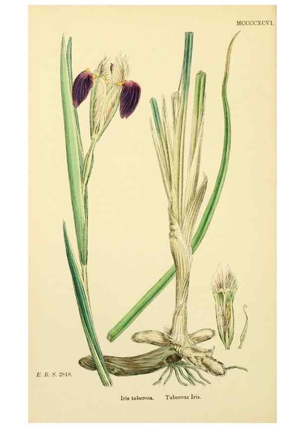 Reproducción/Reproduction 48754055642: English botany, or, Coloured figures of British plants /. London :R. Hardwicke,1863-1886.. 