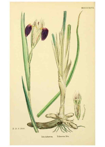 Reproducción/Reproduction 48754055642: English botany, or, Coloured figures of British plants /. London :R. Hardwicke,1863-1886.. 