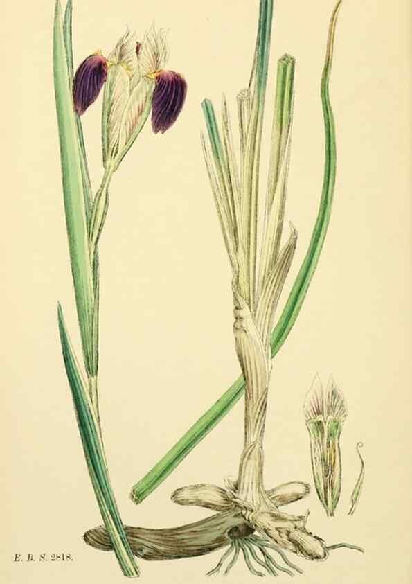 Reproducción/Reproduction 48754055642: English botany, or, Coloured figures of British plants /. London :R. Hardwicke,1863-1886.. 