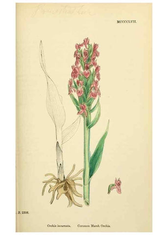 Reproducción/Reproduction 48753856981: English botany, or, Coloured figures of British plants /. London :R. Hardwicke,1863-1886.. 