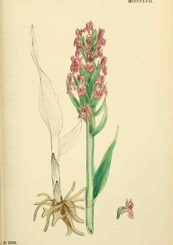 Reproducción/Reproduction 48753856981: English botany, or, Coloured figures of British plants /. London :R. Hardwicke,1863-1886.. 