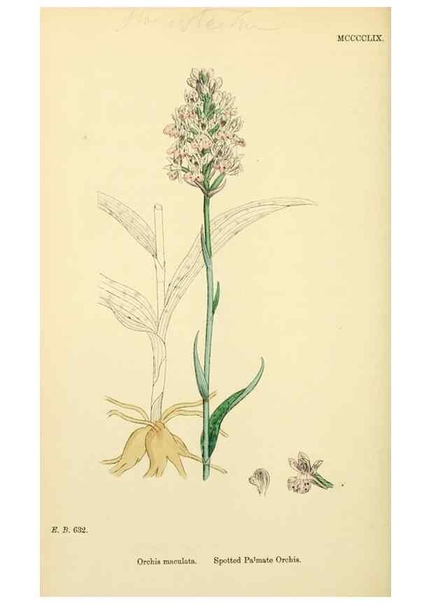 Reproducción/Reproduction 48753857336: English botany, or, Coloured figures of British plants /. London :R. Hardwicke,1863-1886.. 