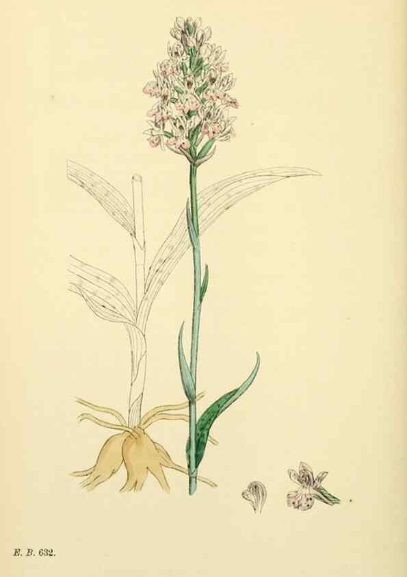 Reproducción/Reproduction 48753857336: English botany, or, Coloured figures of British plants /. London :R. Hardwicke,1863-1886.. 