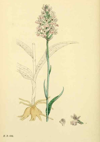 Reproducción/Reproduction 48753857336: English botany, or, Coloured figures of British plants /. London :R. Hardwicke,1863-1886.. 