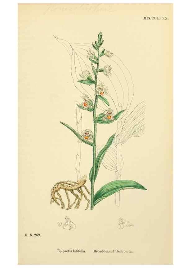 Reproducción/Reproduction 48753861841: English botany, or, Coloured figures of British plants /. London :R. Hardwicke,1863-1886.. 