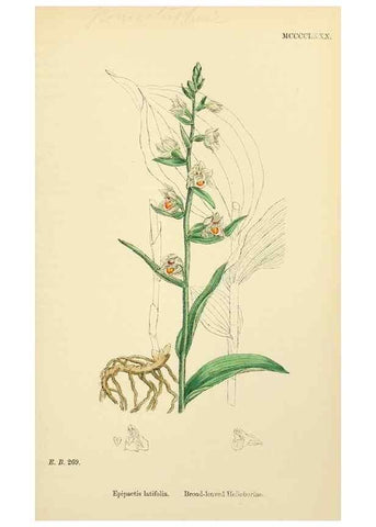 Reproducción/Reproduction 48753861841: English botany, or, Coloured figures of British plants /. London :R. Hardwicke,1863-1886.. 