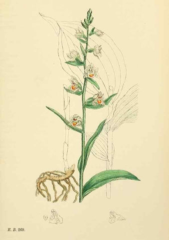 Reproducción/Reproduction 48753861841: English botany, or, Coloured figures of British plants /. London :R. Hardwicke,1863-1886.. 