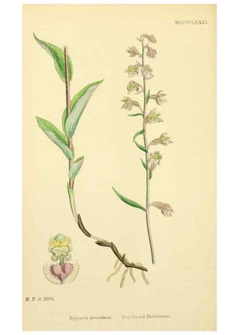 Reproducción/Reproduction 48753862086: English botany, or, Coloured figures of British plants /. London :R. Hardwicke,1863-1886.. 
