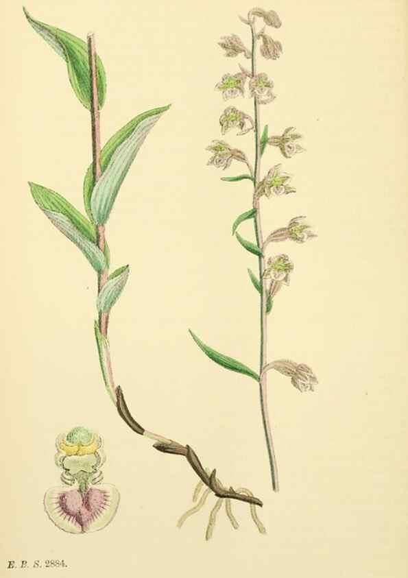Reproducción/Reproduction 48753862086: English botany, or, Coloured figures of British plants /. London :R. Hardwicke,1863-1886.. 