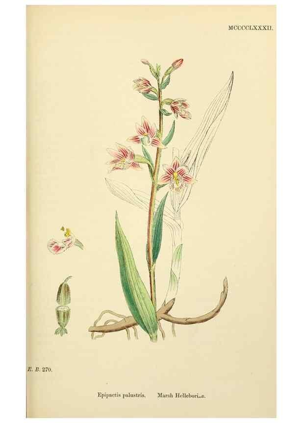 Reproducción/Reproduction 48753862291: English botany, or, Coloured figures of British plants /. London :R. Hardwicke,1863-1886.. 