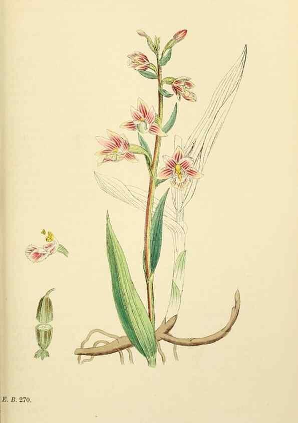 Reproducción/Reproduction 48753862291: English botany, or, Coloured figures of British plants /. London :R. Hardwicke,1863-1886.. 