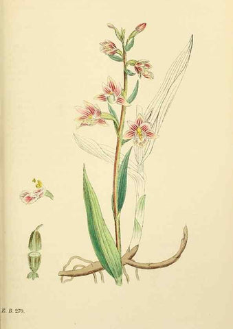 Reproducción/Reproduction 48753862291: English botany, or, Coloured figures of British plants /. London :R. Hardwicke,1863-1886.. 